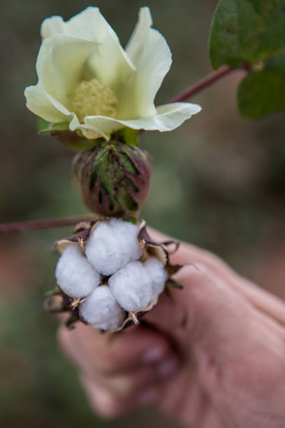istock Cotton flower and boll 2193936579