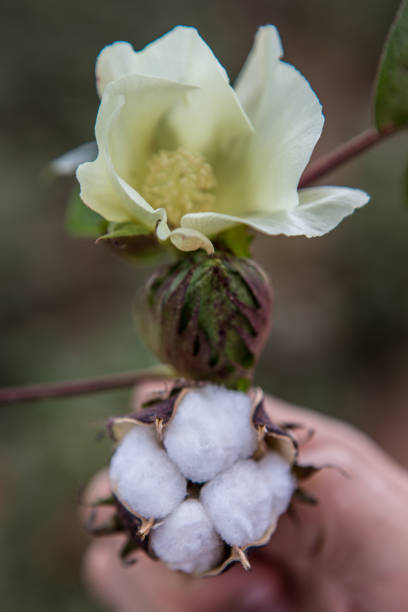 istock Cotton flower and boll 2193936583