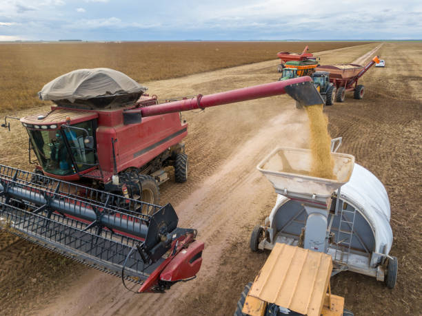 istock Soybeans harvesting in MATOPIBA (Maranhão, Tocantins, Piauí and Bahia) - Brazil 2193936611