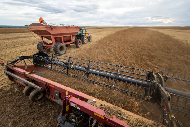 istock Soybeans harvesting in MATOPIBA (Maranhão, Tocantins, Piauí and Bahia) - Brazil 2193936620