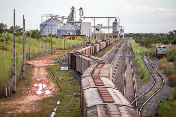 Matopiba is a region formed by the Brazilian state of Tocantins and parts of the states of Maranhão, Piauí and Bahia, where there has been a strong agricultural expansion since the second half of the 1980s, especially in grain crops. The name is an acronym formed by the abbreviation of the four states (MA +TO + PI + BA). More than 90% of MATOPIBA lies within the Cerrado — recognised as the world’s most biodiverse savannah. However, it is also now the main soy frontier in Brazil.Matopiba's agricultural production is marked by the harvests of major grains, especially soybeans, corn and cotton. Although most of the area is dedicated to grain farming, in addition to immense areas of cattle raising, the rural properties of the region also have room for fruits, roots and tubercles, forest species and cattle.In MATOPIBA the main crop is soybeans. In 2022-23, these four states together produced around 20 million soybeans. It represents almost 12% of the national production of soybeans.