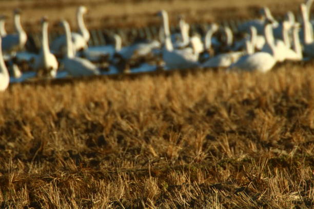 Swans and geese in crop fields on a cloudy autumn day. The problem of wild birds destroying crops.