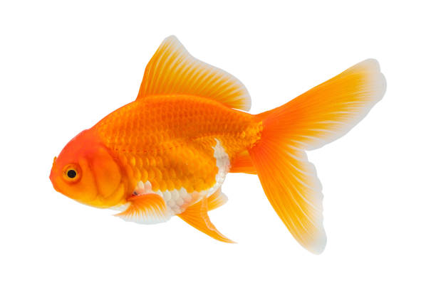 istock Oranda goldfish isolated on white background close up 2193939115