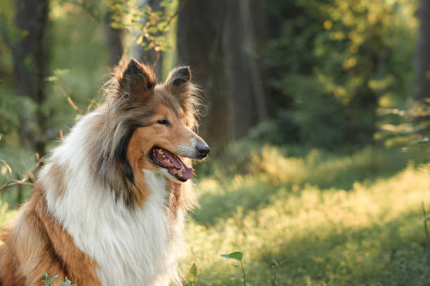 istock Rough Collie sitting in forest clearing 2193940430