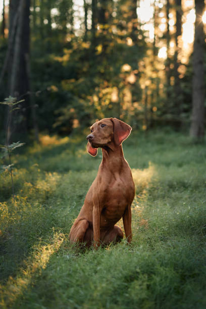 istock Viszla gazing in forest clearing 2193940438