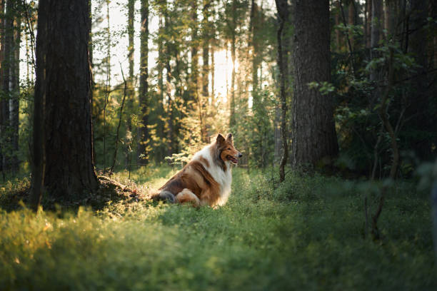 istock Rough Collie laying in forest clearing 2193940439