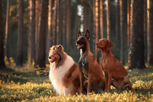 Dog trio in forest sunset