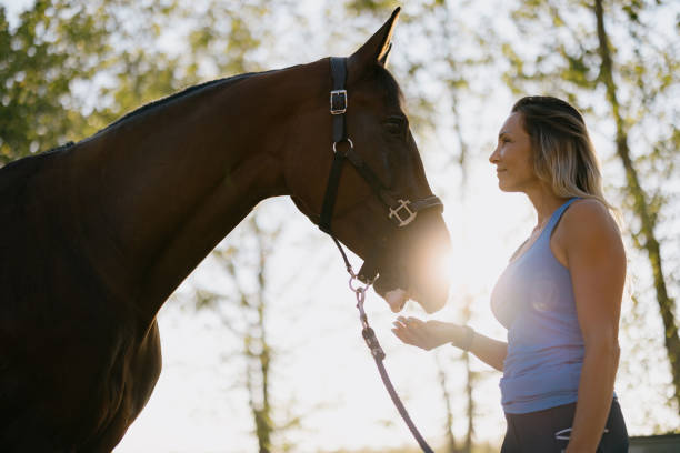 istock Young Woman Interacting With Horse Outdoors During Golden Hour 2193940614