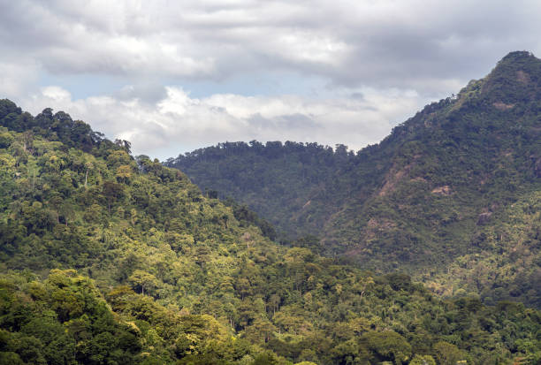 istock Amazing morning green trees and mountains with sunlight clouds and sky background. 2193941794