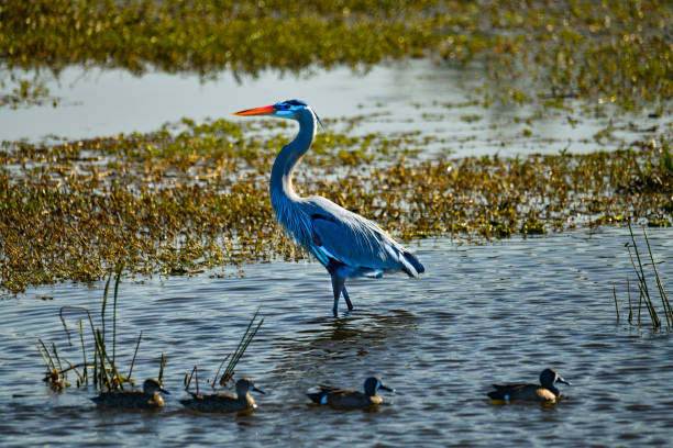 Robin bird perching on ground, tall bird in marsh by river in water