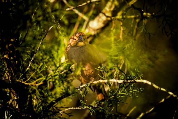 Wild birds of the celery fields in FL park.