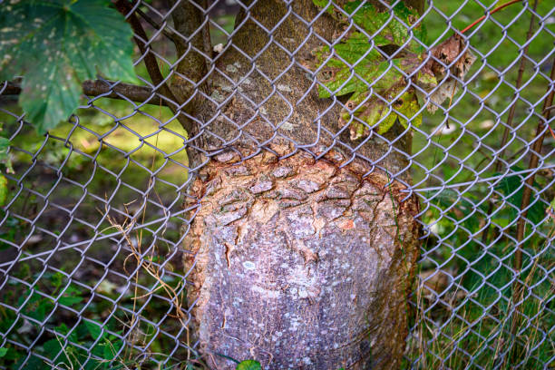 The tree has grown into the fence lattice