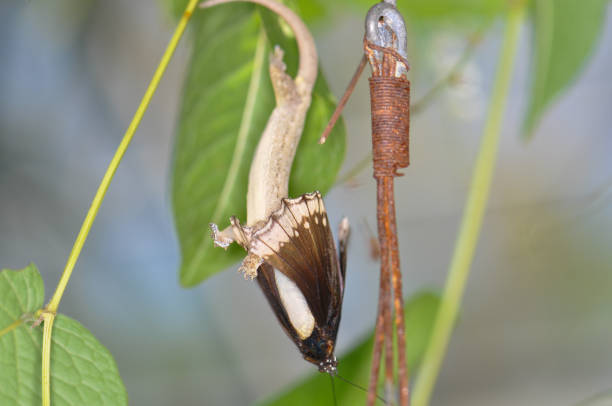 The gecko caught the butterfly and ate it