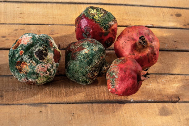 istock Moldy pomegranate fruits from long storage. 2193947287