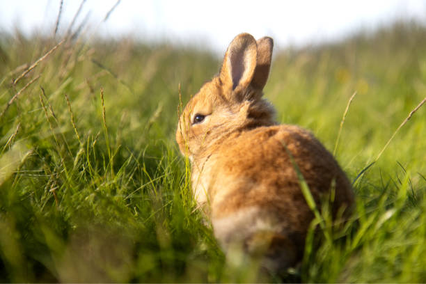 rabbit in the warm spring rays of the sun