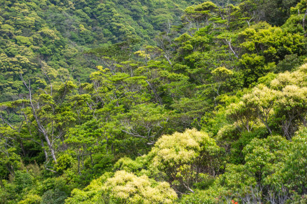 istock Spring on Amami Oshima is filled with dazzling yellow-green light. 2193948864