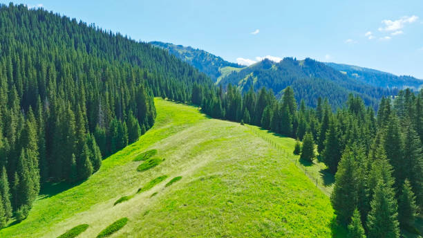 Coniferous forest,Spruce,Grassland,Xinjiang,China,Asia.