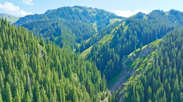 istock Coniferous forest,Spruce,Grassland,Xinjiang,China,Asia. 2193950769