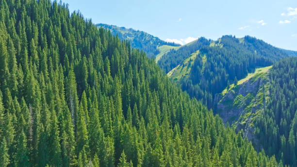 istock Coniferous forest,Spruce,Grassland,Xinjiang,China,Asia. 2193950788