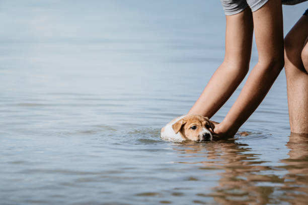 istock human hand dipping a dog into sea water 2193953575