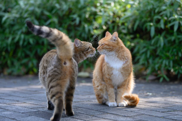 istock Two cats getting along in the garden 2193955588