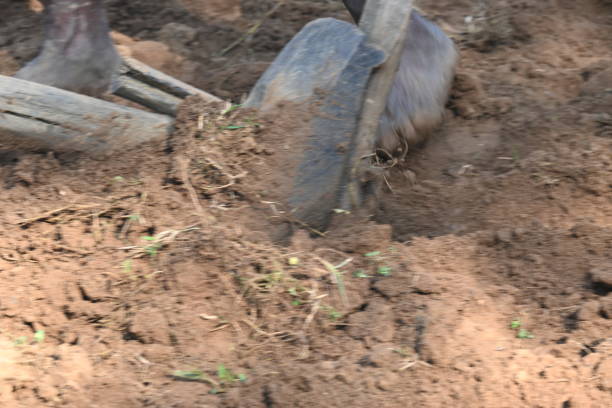 Old wooden plough in the field. It is used to prepare the soil in traditional farming. A sturdy wooden plough, cuts a furrow through the rich earth. guides the sharpened iron tip, turning the soil.