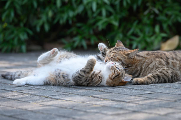 istock Two cats cuddling on the floor 2193955854