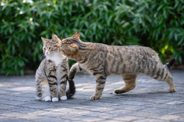 istock The cat kissing another cat. 2193955855