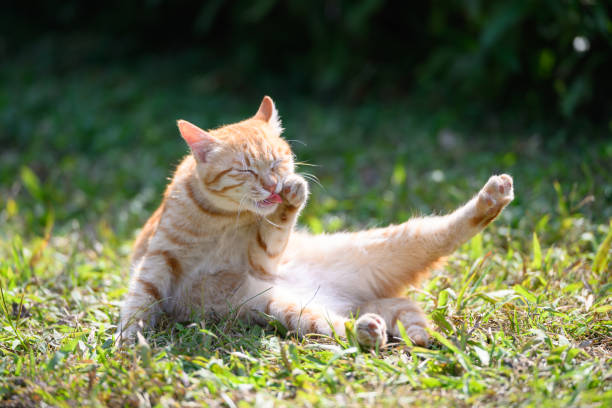 istock Cat sitting on grass and licking paw 2193955869