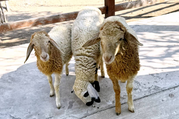 istock Sheep farm waiting feed in the zoo. 2193955931