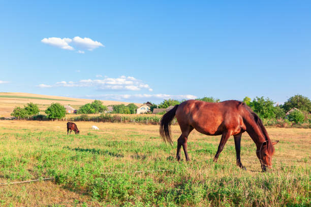 istock Horse is grazing in a grassy field 2193956970