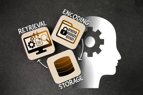 190+ Knowledge Retrieval Stock Photos, Pictures & Royalty-Free Images ...
