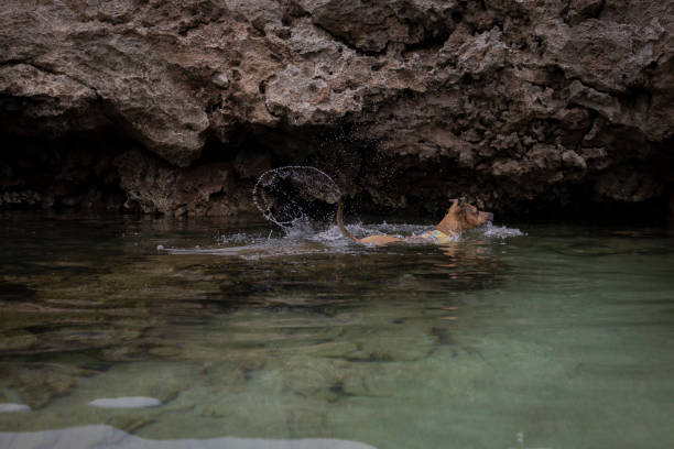 istock brown dog swims in water and splashes 2193959502