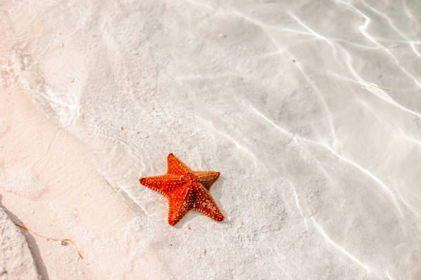 istock Red Starfish Washed Ashore on Bahamas Beach 2193959713