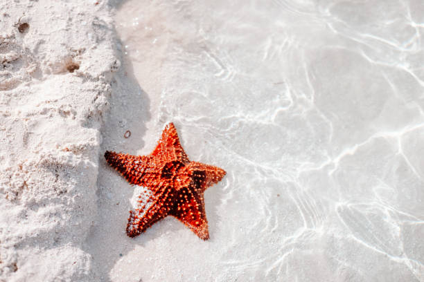 Red Starfish Washed Ashore on Bahamas Beach