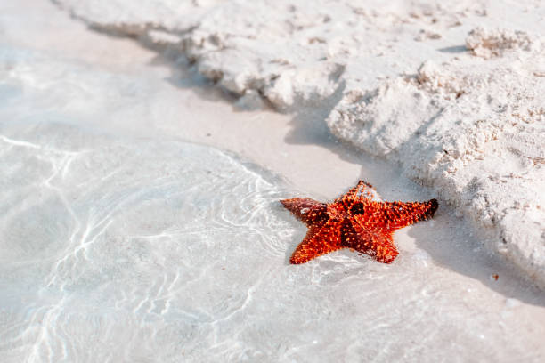 istock Red Starfish Washed Ashore on Bahamas Beach 2193959724