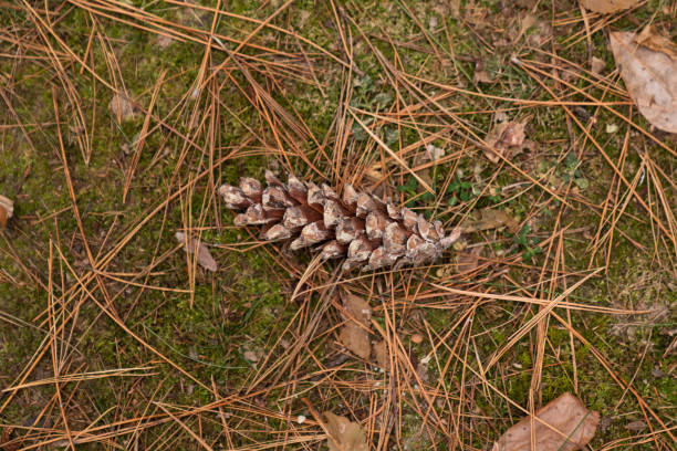 Forest Treasure Resting Among Leaves in Minneapolis, Minnesota, United States