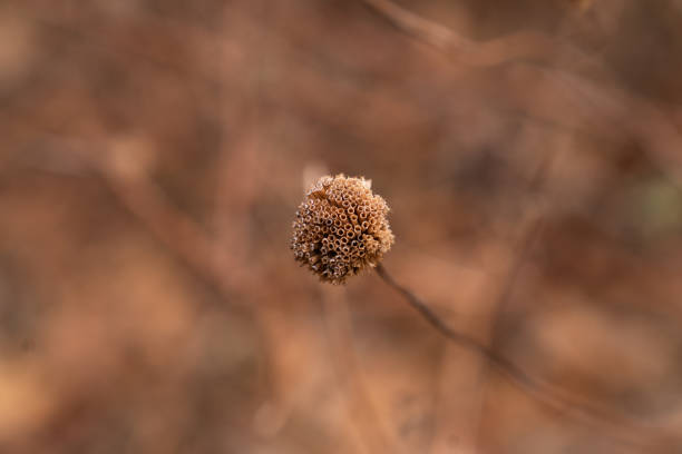 Examining the Tiny Details of a Dried Up Flower in Minneapolis, Minnesota, United States