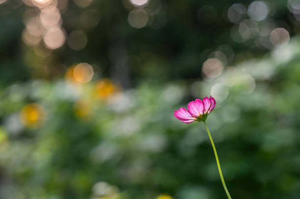 Pink Flower in Focus with green bokeh in the background in Portland, Maine, United States