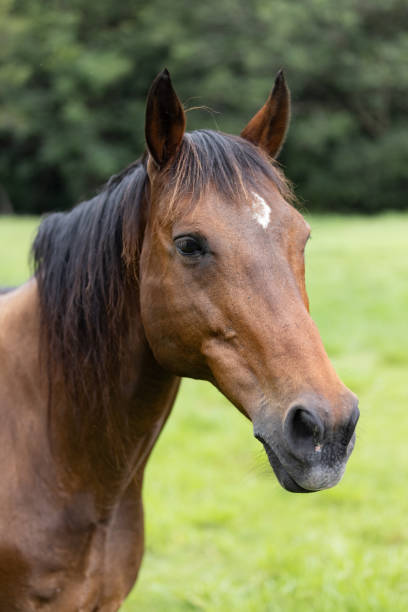 istock Close up Horse Face Looking off Camera with Green Rural Background 2193960075