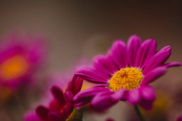 istock Close Up Bright Pink Gerbera Daisy 2193960150