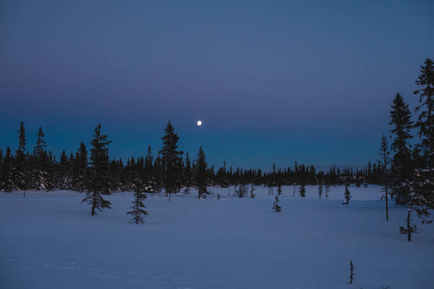 Full moon above a snowy field and sparse trees at twilight. in Sweden, Jamtland County, Åre