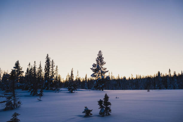 Snowy field with sparse trees silhouetted against a twilight sky in Sweden, Jamtland County, Åre