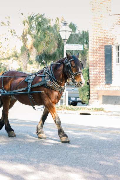istock Horse strolling down street of downtown Charleston pulling carriage. 2193960454
