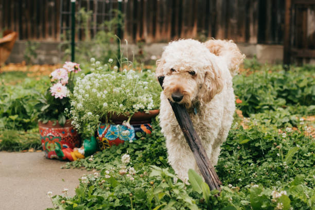 Goldendoodle carries log through backyard garden on summer day in Sioux Falls, South Dakota, United States