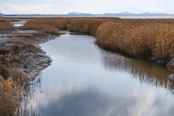 istock swamp and reeds at the seaside 2193962802