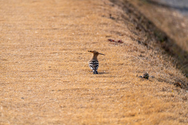 wildlife