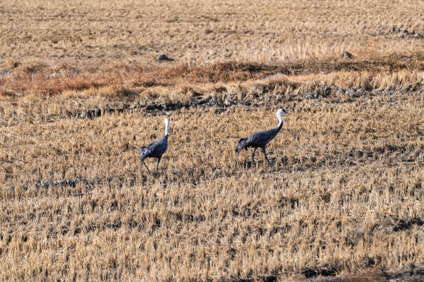 wildlife