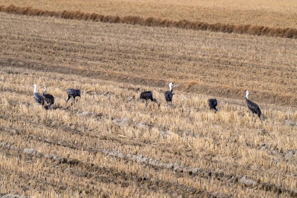 wildlife
