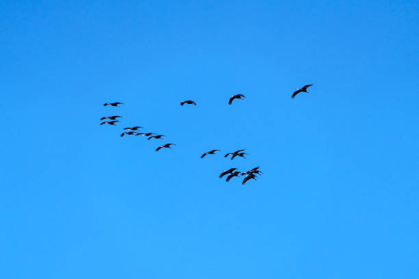 istock flock of black cranes flying in the blue sky 2193962921